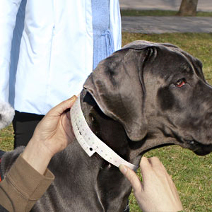 Measure your Shar Pei's neck circumference