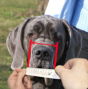 Measure width of your dog's snout