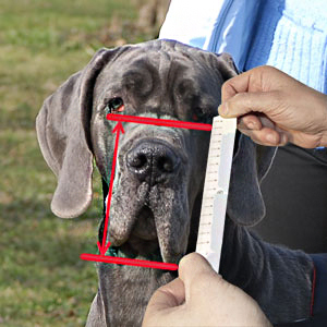 Measure your dog's snout height