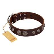 "Choco Brownie" FDT Artisan Brown Leather Sharpei Collar Adorned with Silver-Like Conchos