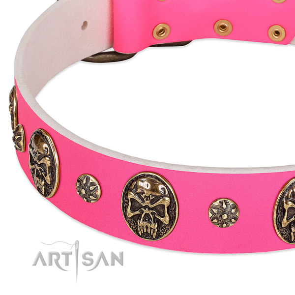 Fashionable dog collar made for your beautiful doggie