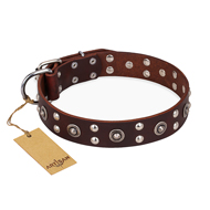 "Pirate Treasure" FDT Artisan Exciting Brown Leather Sharpei Collar with Studs