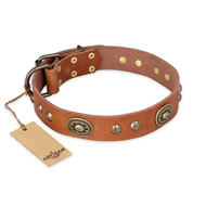 "Stunning Dress" FDT Artisan Tan Leather Sharpei Collar with Old Bronze Look Plates and Studs