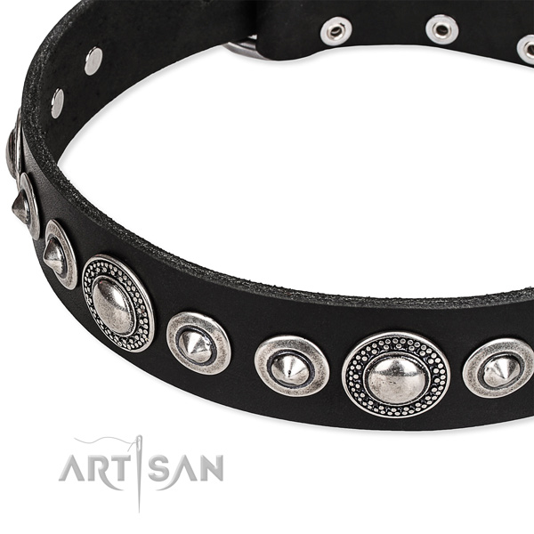 Everyday walking studded dog collar of durable full grain natural leather