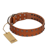 "Star Light" Stylish FDT Artisan Tan Leather Sharpei Collar with Silver-Like Studs