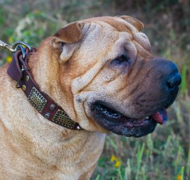 Where Do They Come from? - Origin of the Shar Pei Breed